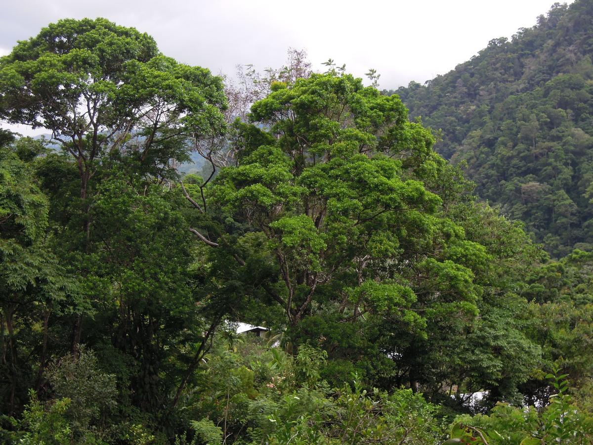 Omega Tours Eco-Jungle Lodge La Ceiba Bagian luar foto