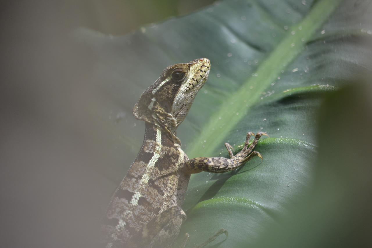 Omega Tours Eco-Jungle Lodge La Ceiba Bagian luar foto