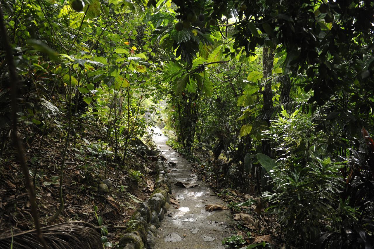 Omega Tours Eco-Jungle Lodge La Ceiba Bagian luar foto