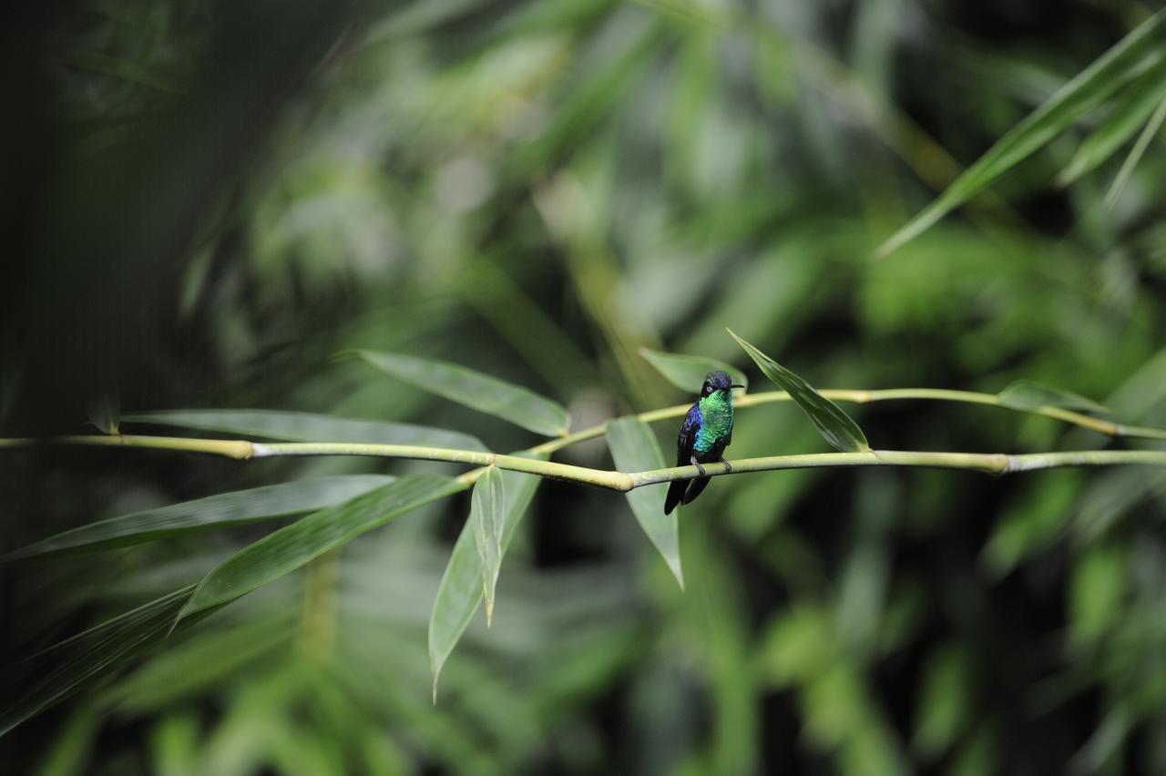 Omega Tours Eco-Jungle Lodge La Ceiba Bagian luar foto