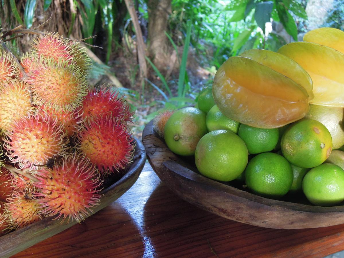Omega Tours Eco-Jungle Lodge La Ceiba Bagian luar foto